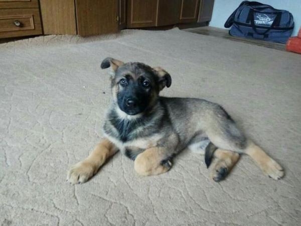 Deutscher Schäferhund Welpe im Alter von 2 Monaten