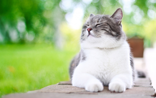 Haar und Haut einer gesunden Katze