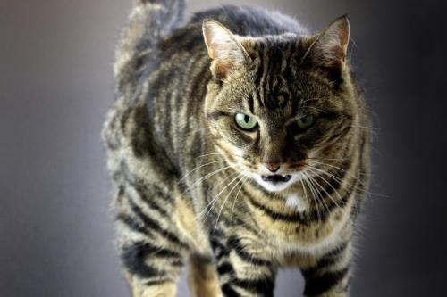 Zischen und Aggression bei Katzen - warum eine Katze knurrt und zischt?
