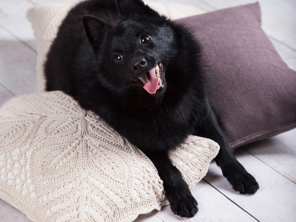 Süße Schipperke