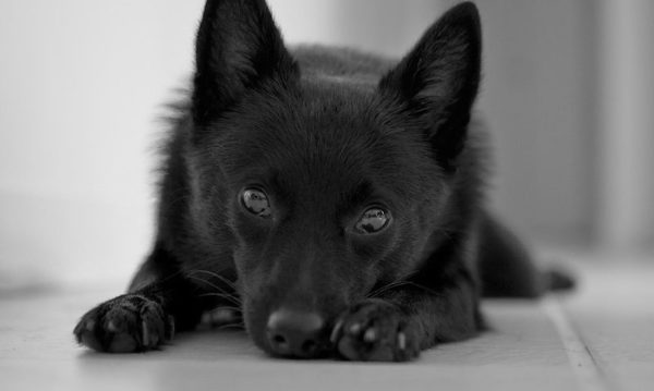 Schipperke lügt