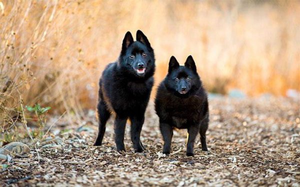 Schipperke Spaziergang