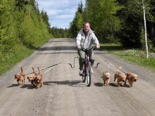 Brustband für Hunde zum Laufen