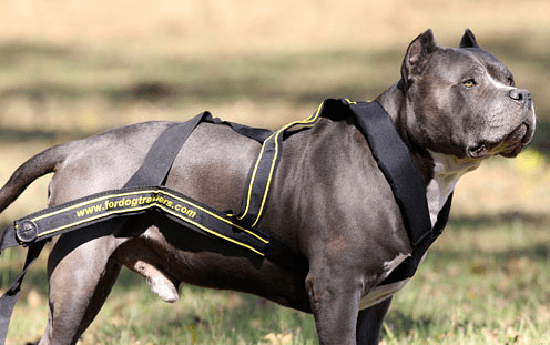 Sportgeschirr für Hunde