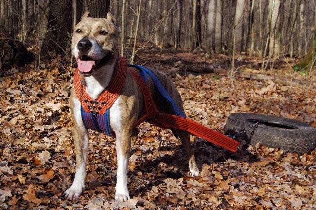 Geschirr für Hunde schleppen
