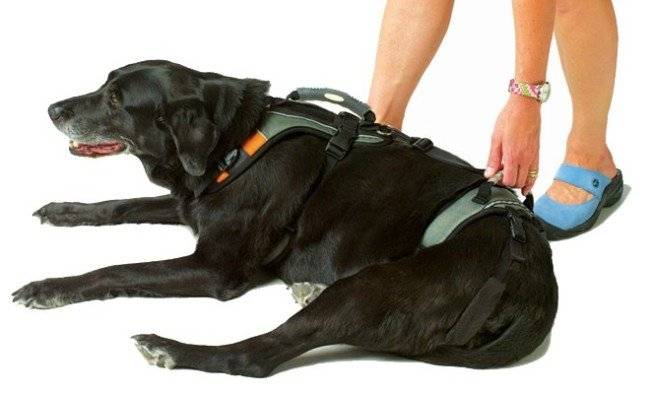 Brustband für Hunde Foto