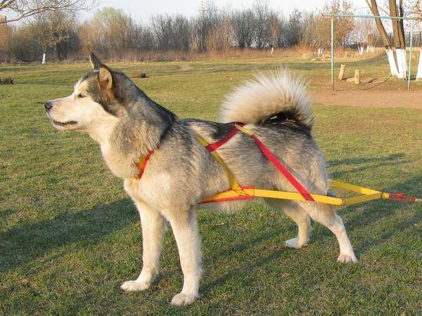 Brustband an einem Hund