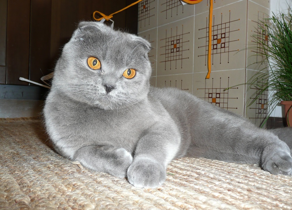 Scottish Fold Cat - Foto und Beschreibung