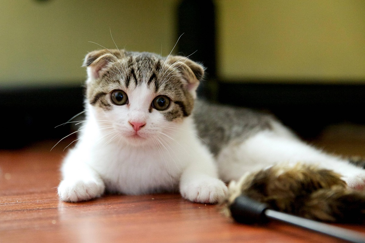 Scottish Fold Cat - Charakter und Pflege der Rasse