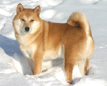 Shiba Inu (Shiba Inu) Shiba Inu, Japaner Shiba Inu, Japanischer kleiner Hund, Shiba Ken, Shiba