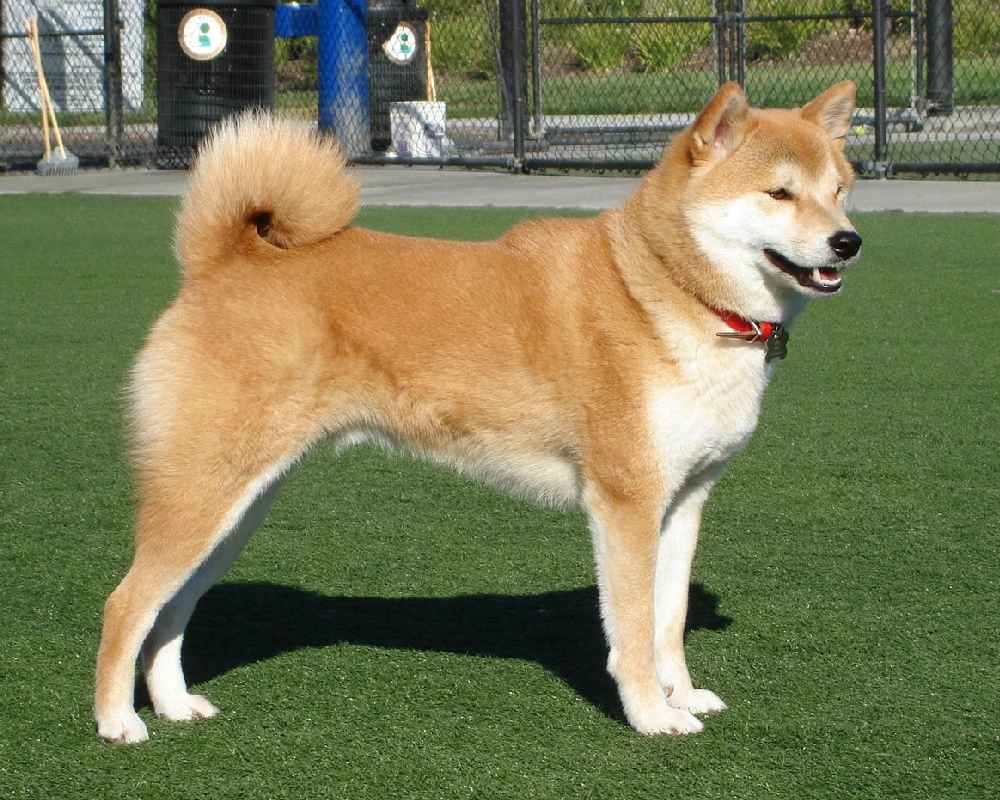 Shiba Inu - Foto