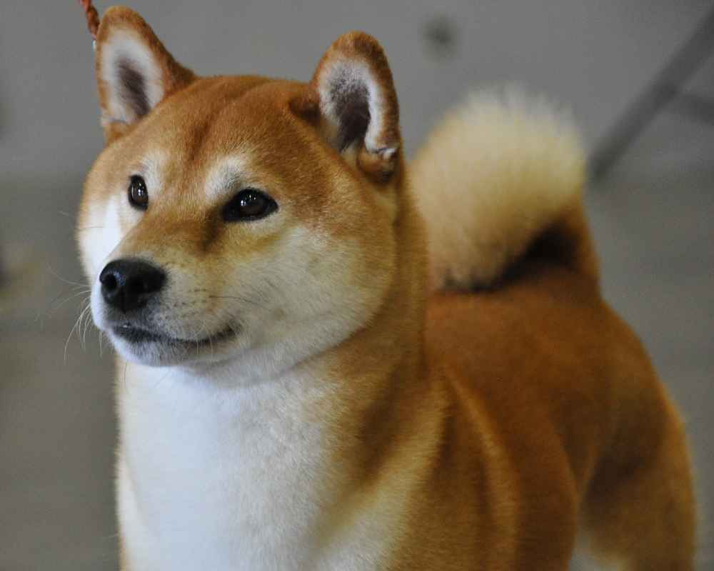 Shiba Inu (Siba Inu) - Foto