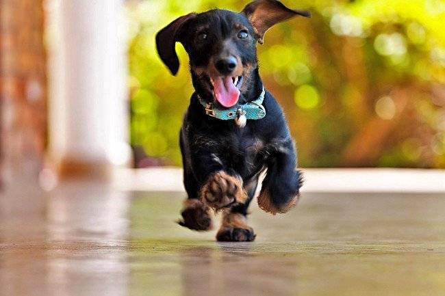 Welche Faktoren beeinflussen die Lebenserwartung von Hunden?