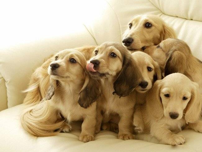 Lebenserwartung von reinrassigen Hunden