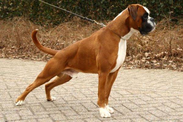 Deutscher Boxer