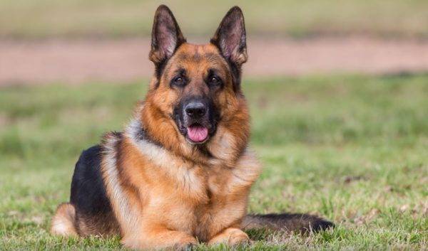 Deutscher Schäferhund lügt