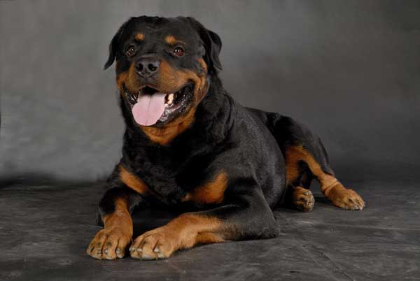 Rottweiler liegt