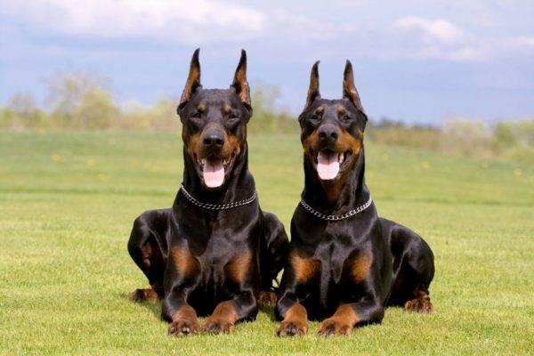 zwei dobermänner