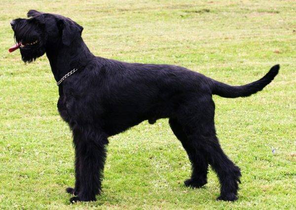 schöner schnauzer