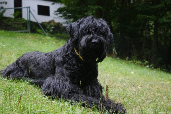 Russian Black Terrier (Stalins Hund)
