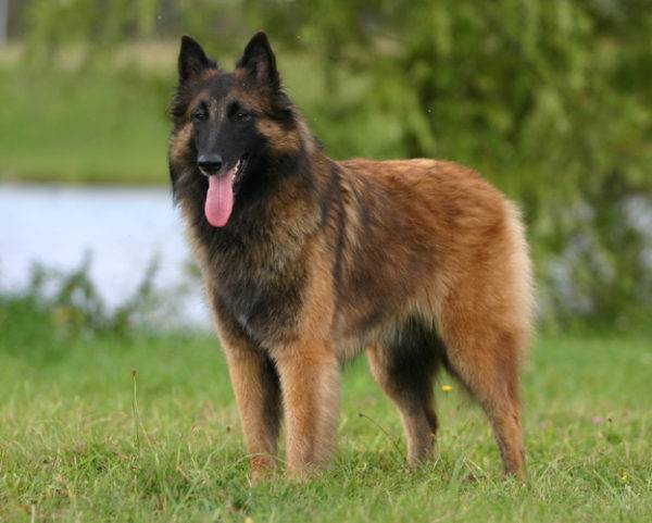 Belgischer Schäferhund