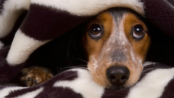 Der Hund hat Angst vor anderen Hunden