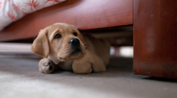 Der Hund hat Angst vor anderen Hunden Artikel lesen