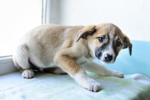 Der Hund hat Angst vor Schüssen
