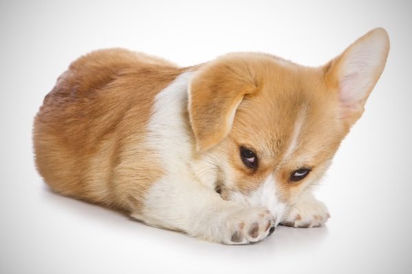Warum der Hund Angst hat