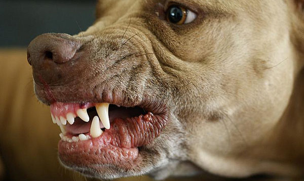 Der Hund knurrt den Besitzer an, den Artikel zu lesen