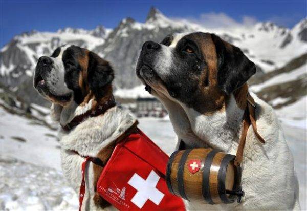 Rettungshund Fähigkeiten