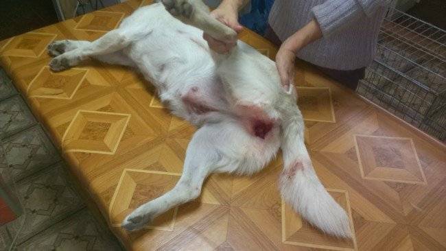 Den Hund auf die Paarung vorbereiten