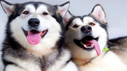 Ist es Husky wert: 10 Dinge, die Sie müssen über die Rasse wissen