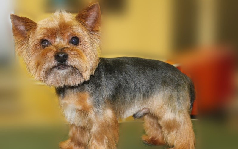 Haarschnitt Yorkshire Terrier