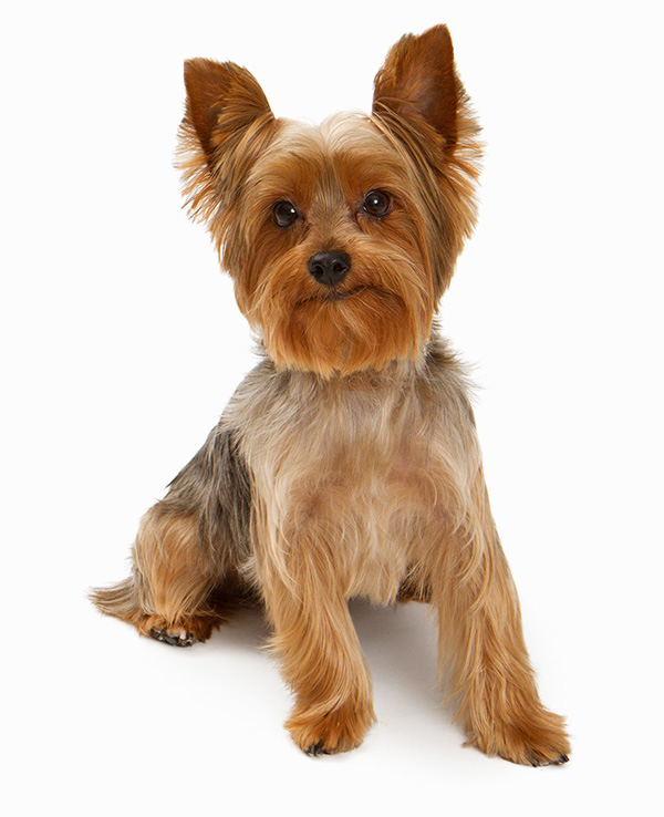 Schnauzer Haarschnitt