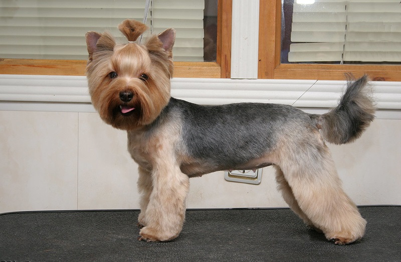 Haarschnitt-Modell