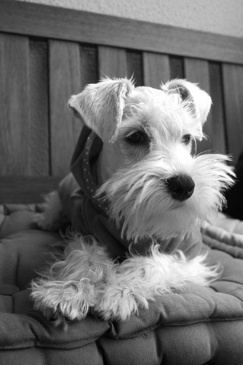 Yorkshire Terrier mit einem Schnurrbart