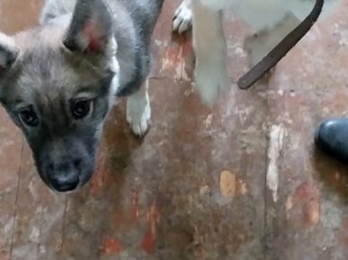 Husky Welpe