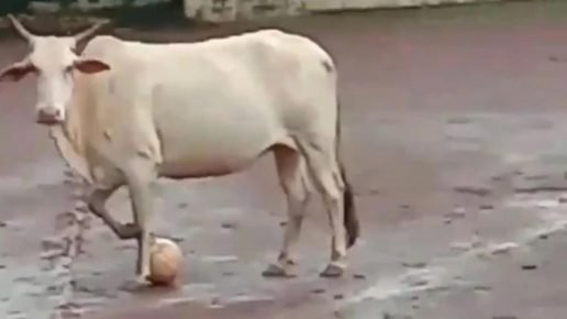 Kuh mit einem Ball