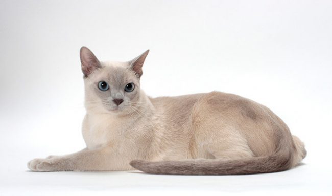 Tonkin-Katze