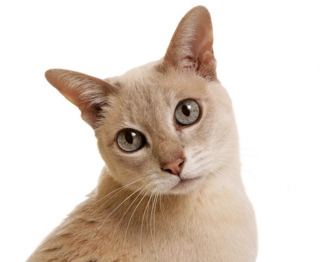 Tonkin-Katze