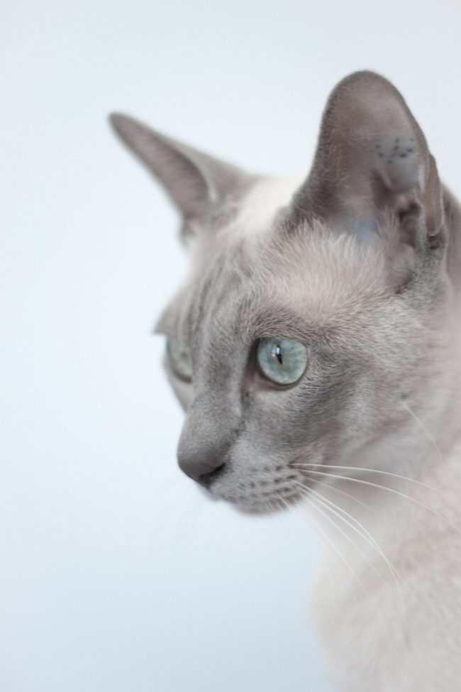 Tonkin-Katze