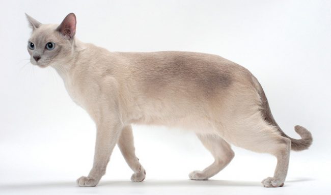 Tonkin-Katze