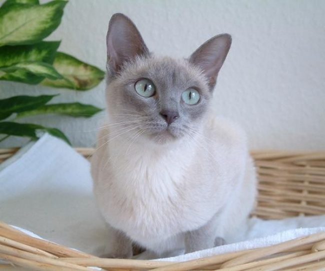 Tonkin-Katze