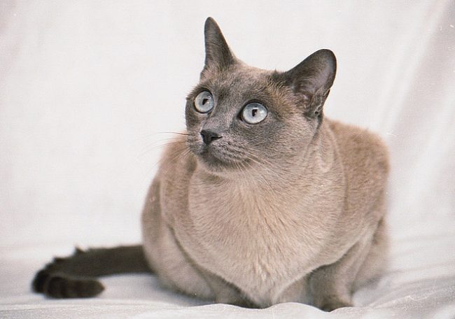 Tonkin-Katze