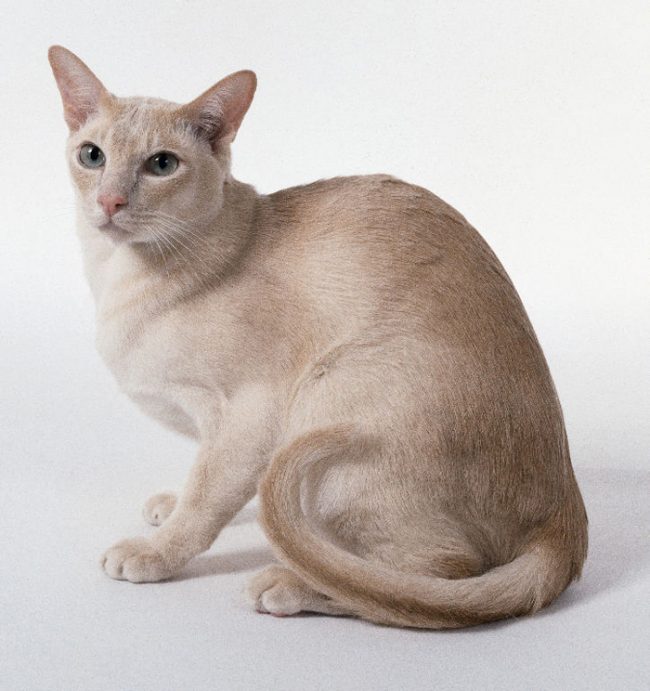 Tonkin-Katze