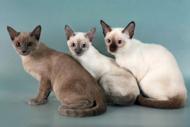 Tonkin-Katze