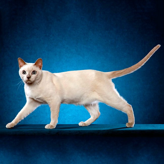Tonkin-Katze