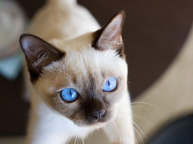 Tonkin-Katze