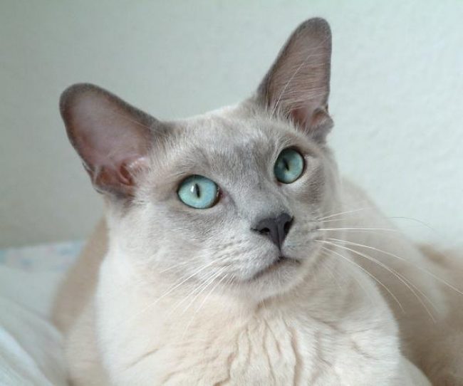 Tonkin-Katze